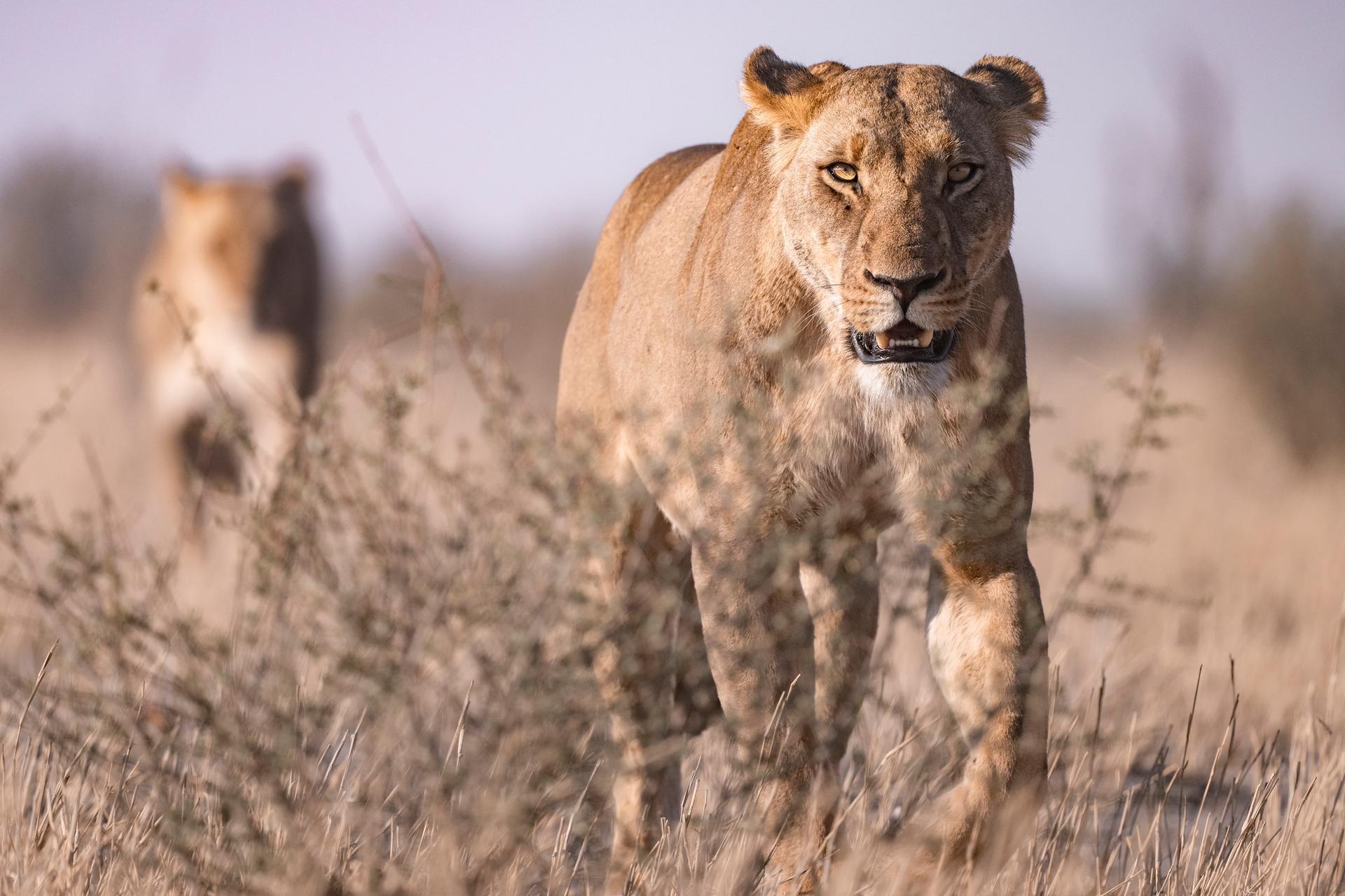 ウイスキー WILDLIFE NEEDS WILDERNESS Botswana's Wildest Regions | Wilderness